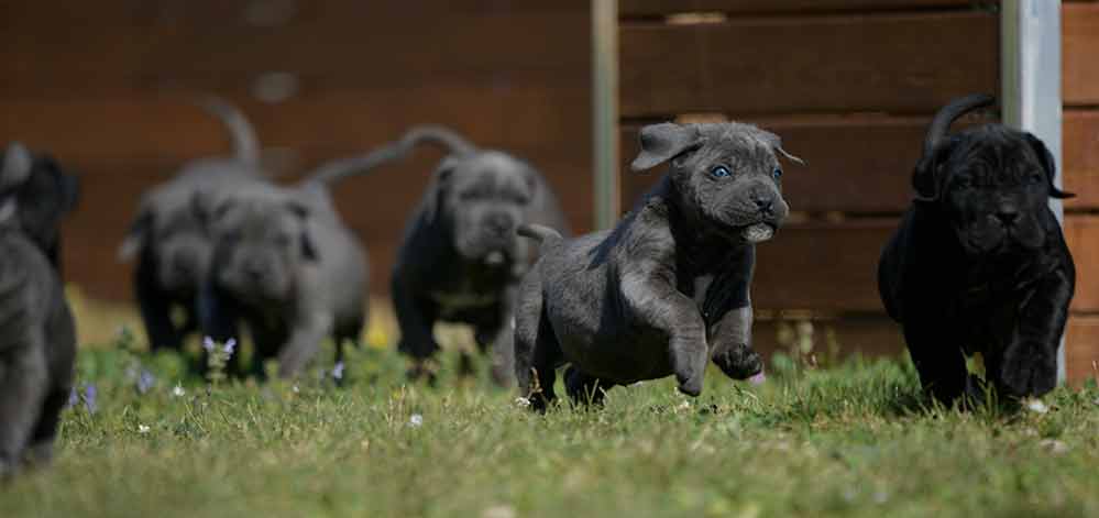 where buy dog italian mastiff in Tacoma and for sale cane corso puppies in Washington