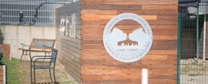 where buy puppies cane corso in spokane and for sale puppies of cane corso in wa