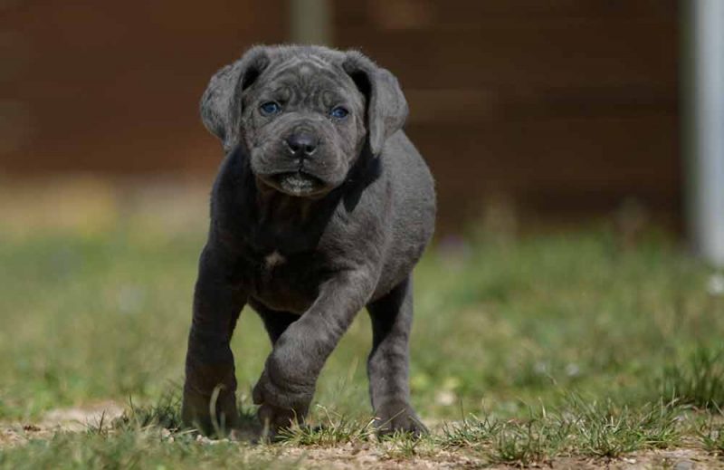 where buy puppies cane corso in spokane and for sale puppies of cane