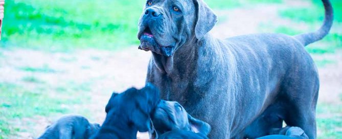 5 PUNTOS PARA ESCOGER UN CACHORRO DE LA RAZA CANE CORSO