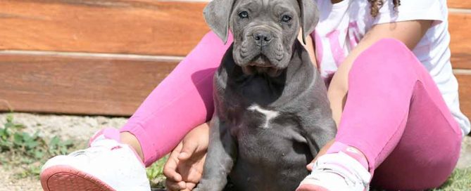 5 points for choice your perfect Cane Corso puppy in England-UK