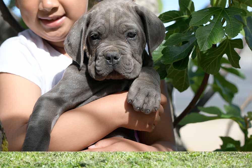 5 points for choice your perfect Cane Corso puppy in England-UK