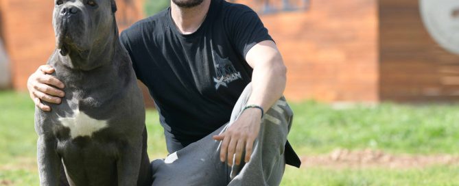 BUY ITALIAN MASTIFF IN LAKEWOOD AND BREEDERS OF CANECORSO IN CALIFORNIA