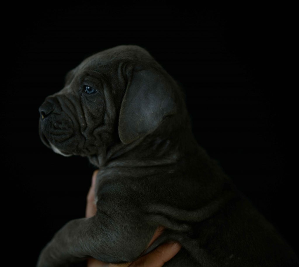 BUY ITALIAN MASTIFF IN LAKEWOOD AND BREEDERS OF CANECORSO IN CALIFORNIA