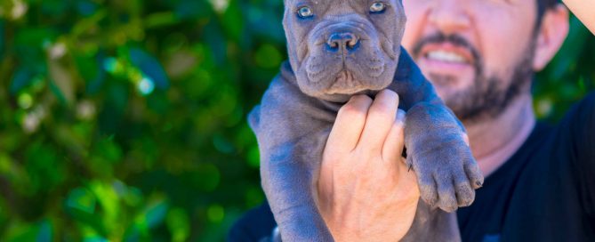 CANE CORSO BARCELONA
