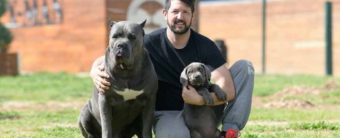 CANE CORSO SALUD Y CARACTER Y CALIDAD