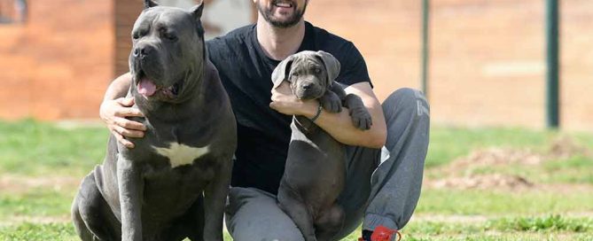 COMO ES UN CANE CORSO ?