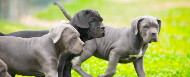 Cane Corso puppy for sale in Stamford and breeders of Italian mastiff in Connecticut