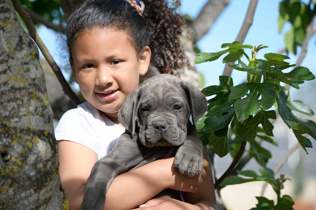 Cane Corso puppy for sale in United Kingdom and puppies for sale in Oxford