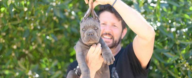 Cane corso puppy for sale in Helena and Breeders of cane corso in Montana