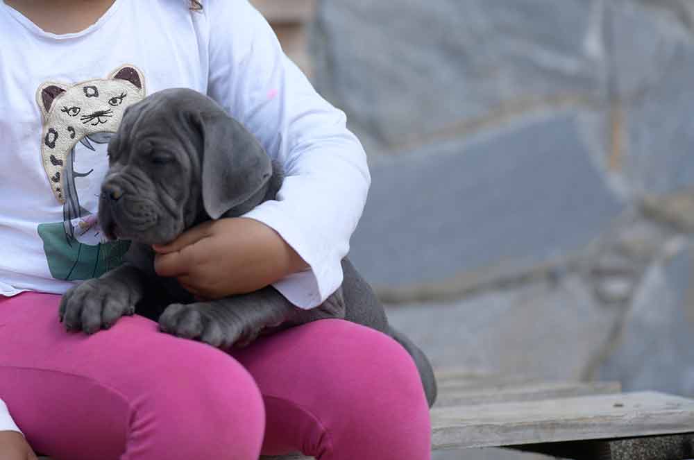 Cane corso puppy for sale in Helena and Breeders of cane corso in Montana