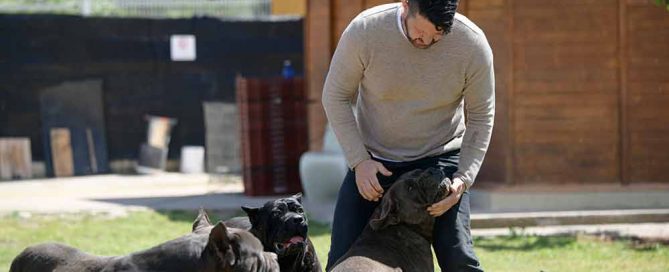 Comprar perro cane corso Italiano en Galicia y Cachorros de cane corso en la Toja