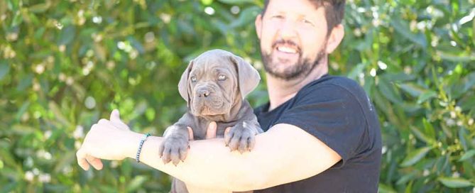 Criadores de cane corso y Venta de Cahorros de cane corso Italino