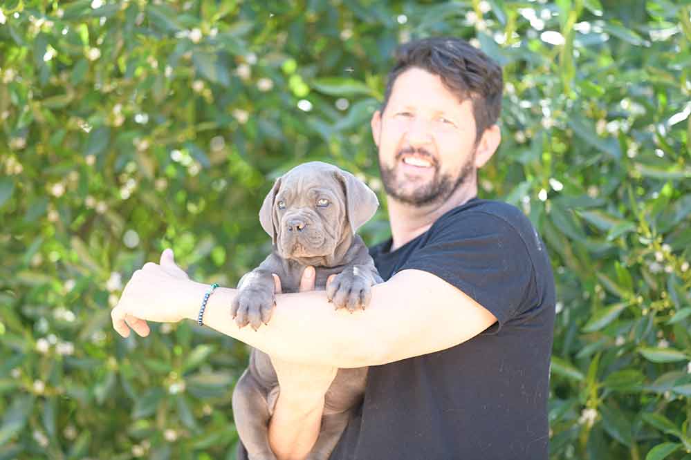 Criadores de cane corso y Venta de Cahorros de cane corso Italino
