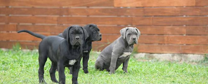 Donde comprar cachorros de cane corso italiano y Criadores de Canecorso