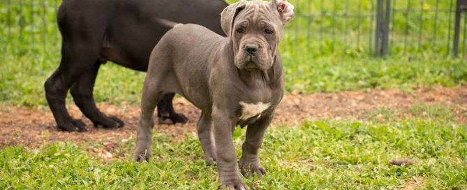 EL CANE CORSO-LA MEJOR RAZA DE GUARDIA DEL MUNDO