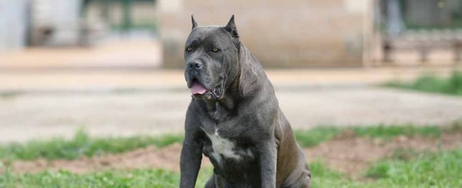 EL CARACTER DE CANECORSO-EL PERRO GUARDIAN PARA LA FAMILIA