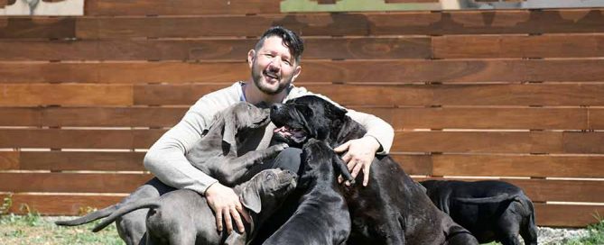 EL Cane Corso EL ANTIGUO PERRO DE ROMA