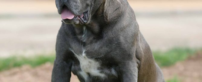 EL TEMPERAMENTO DEL CANECORSO O MASTIN ITALIANO