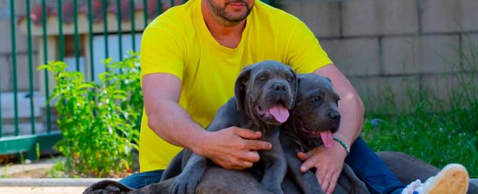 El Cane Corso italiano perro de guardia y de familia en España
