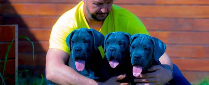 El Cane Corso italiano perro de guardia y de familia en España
