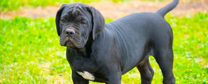 El Cane Corso o mastín italiano el gran desconocido de la razas de perros en España