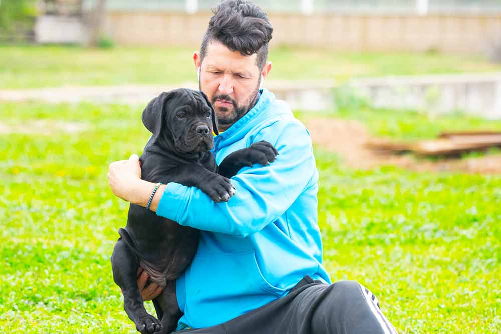 El Cane Corso o mastín italiano el gran desconocido de la razas de perros en España
