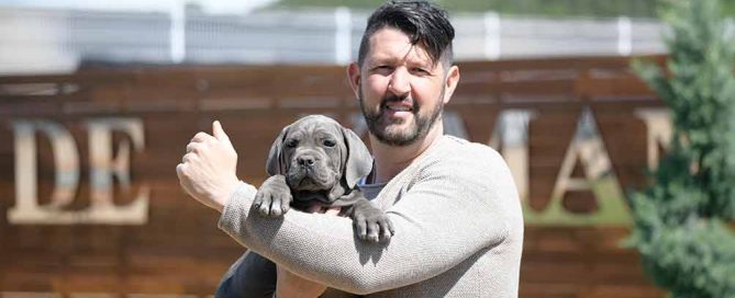 El cane corso Italiano-Mastín italiano en España