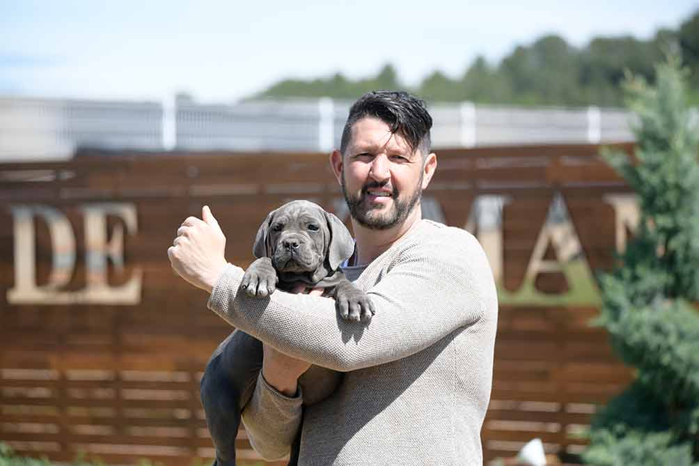 El cane corso Italiano-Mastín italiano en España