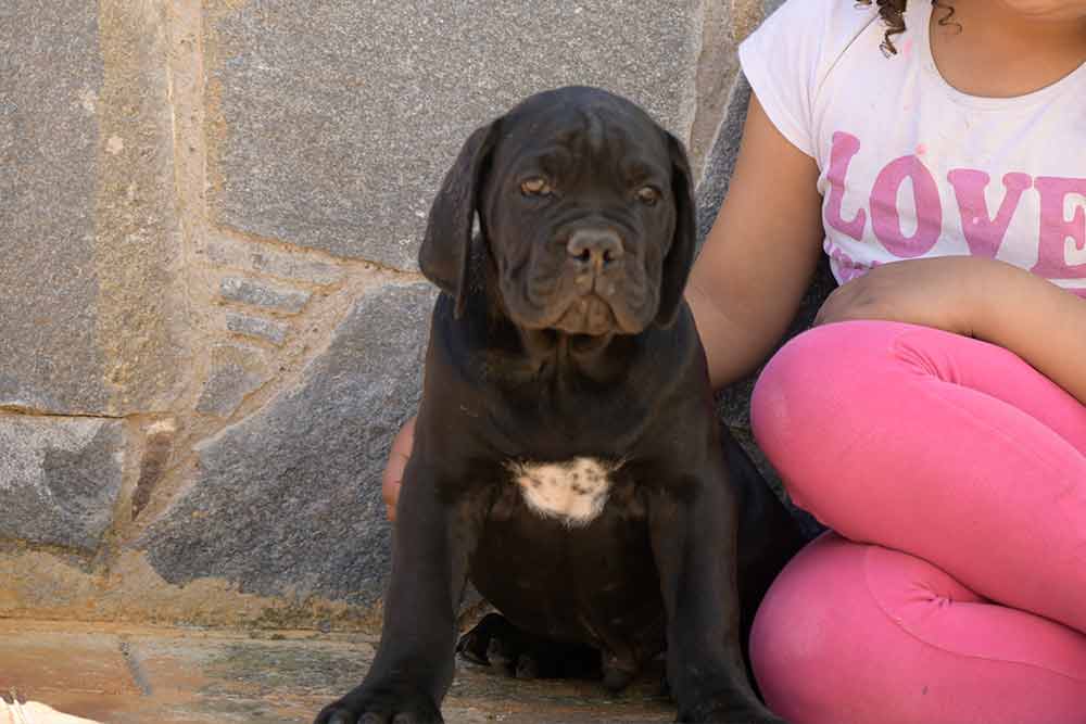 El cane corso Italiano-Mastín italiano en España