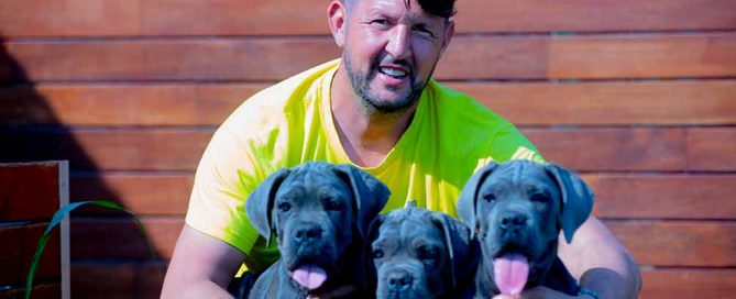 El perro Cane Corso Italiano aspecto y características generales