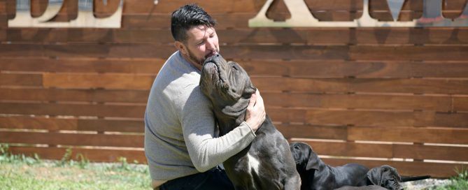 El temperamento del Canecorso