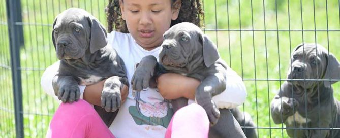 Elegir un cachorro de CANE CORSO