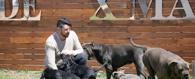 LA RAZA DE PERROS CANE CORSO ITALIANO-CARACTERISTICAS