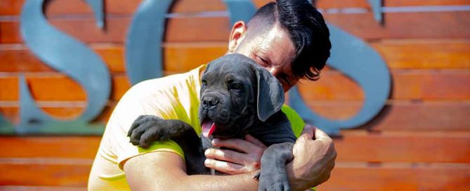 NEW PLAYGROUND FOR Cane Corso Barcelona PUPPIES