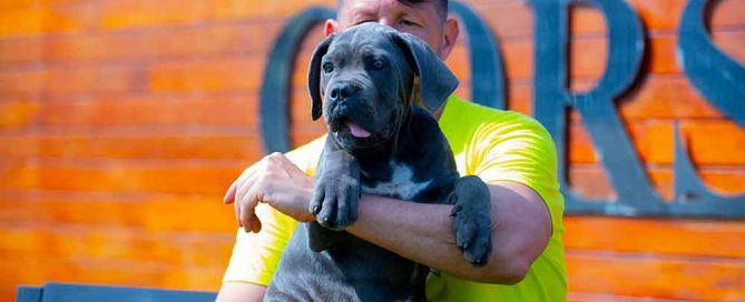 Nuestro parque para cachorros de Cane Corso Italiano