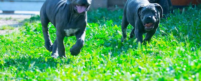 Nueva camada de cachorros de Cane Corso y Criadores de perro Cane Corso Italiano