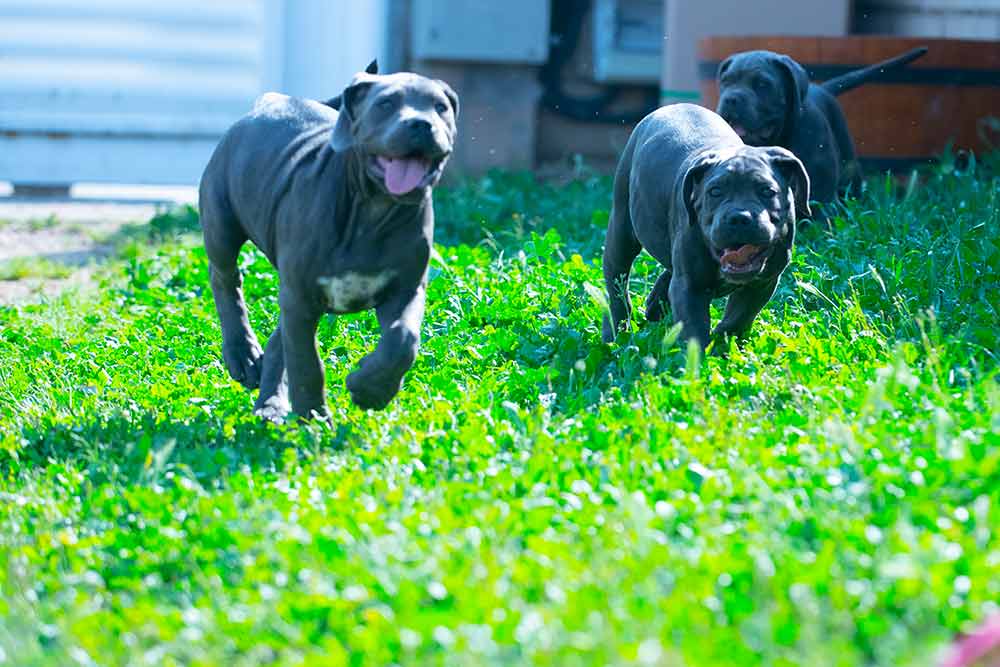 Nueva camada de cachorros de Cane Corso y Criadores de perro Cane Corso Italiano