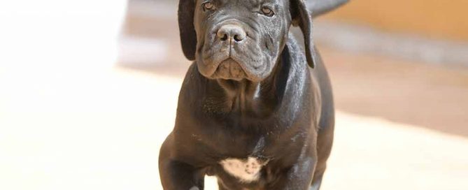 THE CANE CORSO-ITALIAN MASTIFF IN ENGLAND-UK