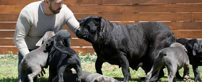 THE CANE CORSO THE NEW ROMAN DOG