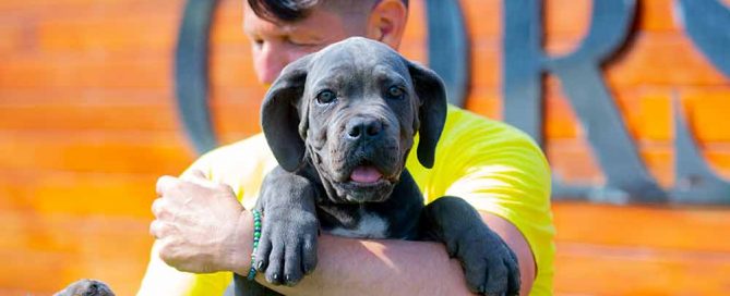 VENTA DE LOS MEJORES CACHORROS DE CANE CORSO EN ARGENTINA Y CRIADORES DE CANE CORSO ITALIANO EN CORDOBA