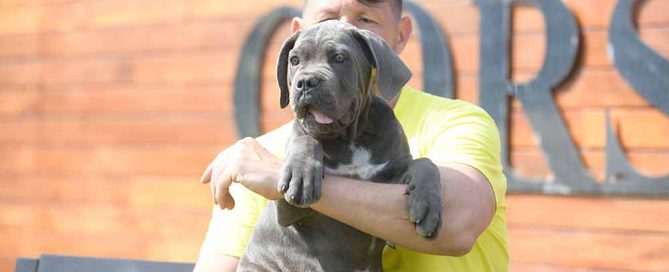 Venta de cachorros de Cane Corso en Isla de Vieques y comprar cachorro de canecorso en Puerto Rico