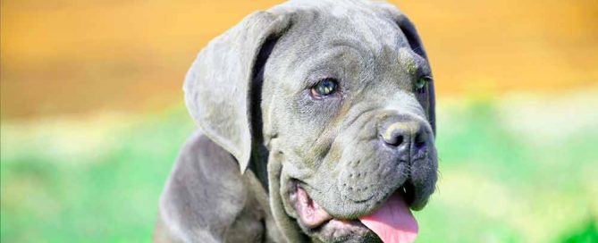 Venta de cachorros de cane corso en Santiago de Chile y Criadores de Cane Corso Italiano en Chile