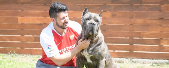 WHERE BUY CANE CORSO AND FOR SALE CANECORSO PUPPIES IN ENGLAND UK