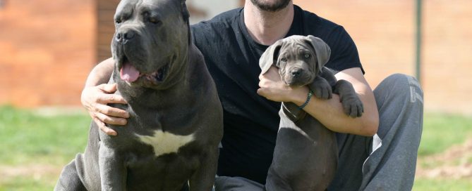 WHERE BUY CANE CORSO IN SURREY AND BREDERS OF CANE CORSO IN UK-ENGLAND