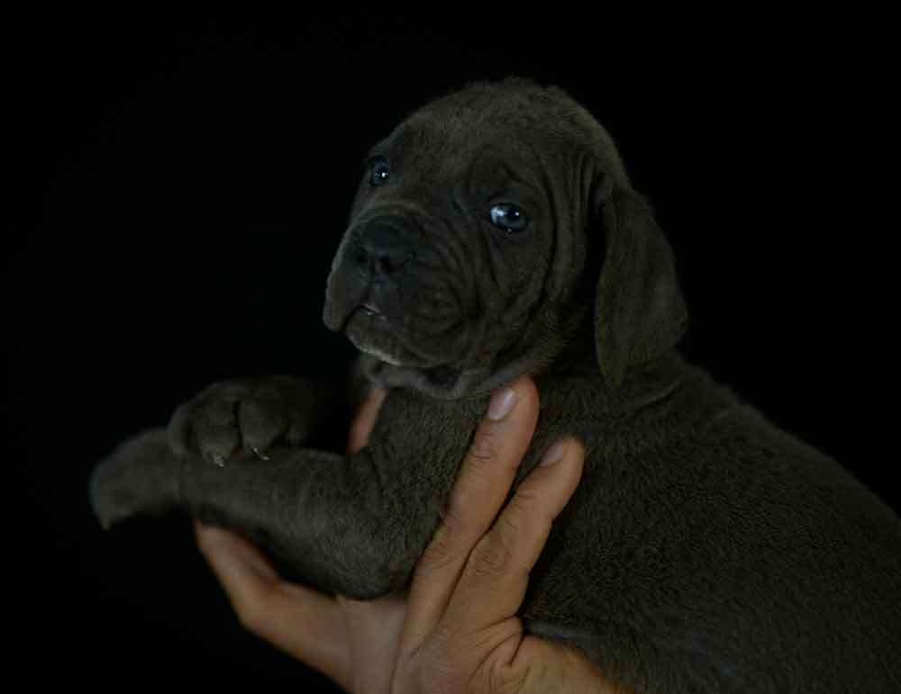 WHERE BUY CANE CORSO IN SURREY AND BREDERS OF CANE CORSO IN UK-ENGLAND