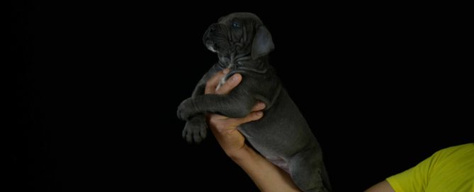 WHERE BUY CANE CORSO PUPPIES AND BREEDERS OF CANECORSO IN MACHESTER UK