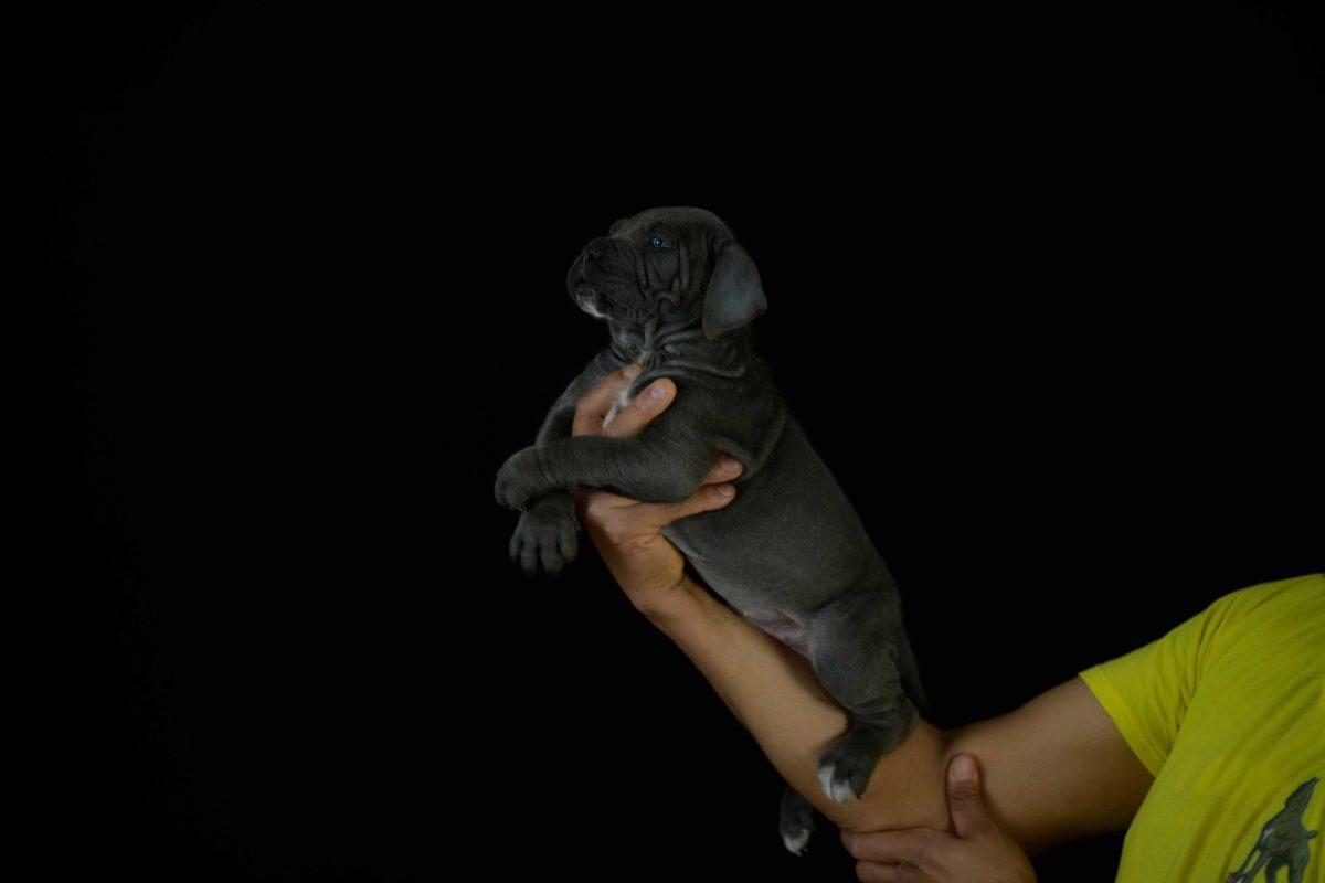 WHERE BUY CANE CORSO PUPPIES AND BREEDERS OF CANECORSO IN MACHESTER UK
