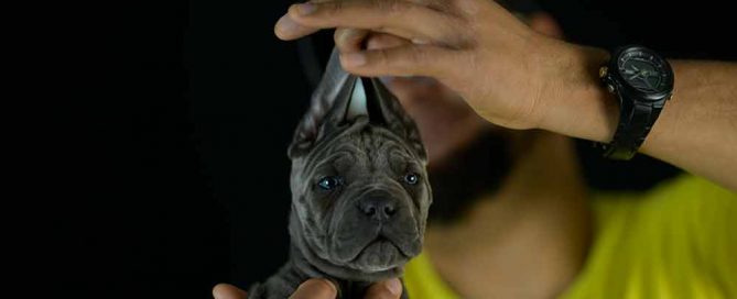 buy cane corso in Windsor and breeders of Italian cane corso in England