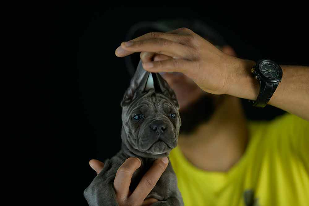 buy cane corso in Windsor and breeders of Italian cane corso in England